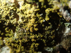 Candelariella xanthostigma