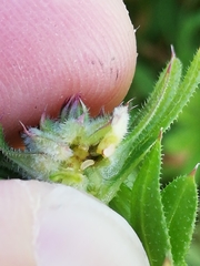 Dasineura aparines