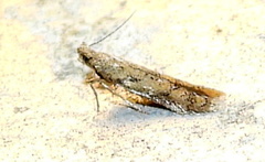 Astrotischeria