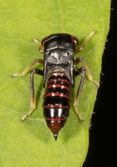 Balcanocerus provancheri