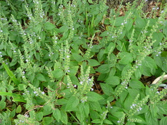 Scutellaria ovata bracteata