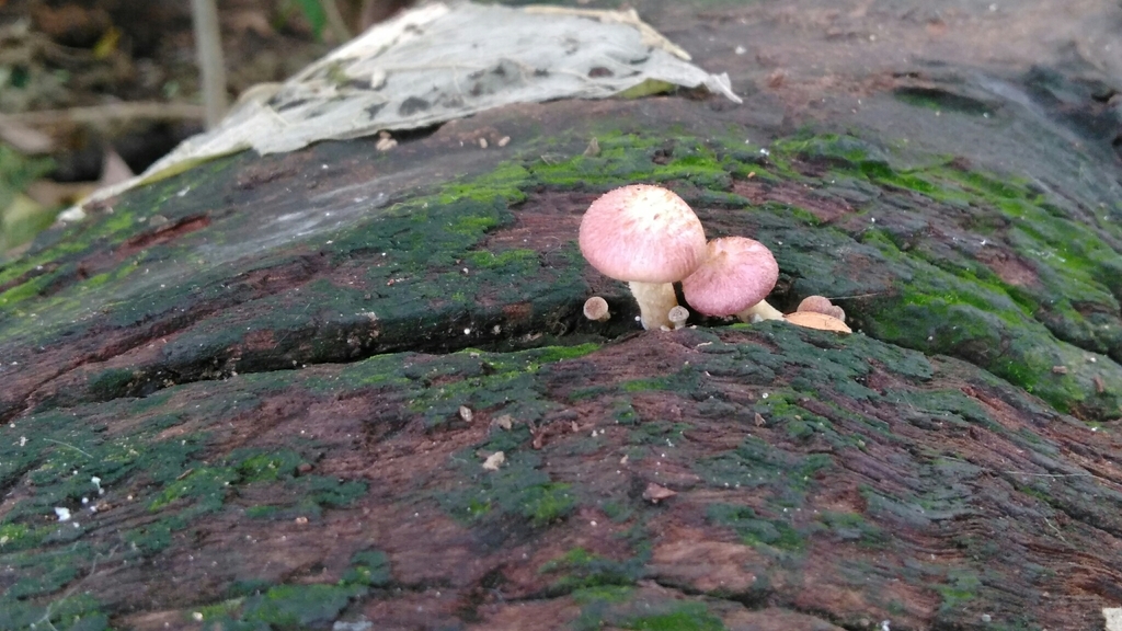 Gymnopilus purpuratus · May 2018 · photo: © nicoolejnik (iNaturalist, cc-by)