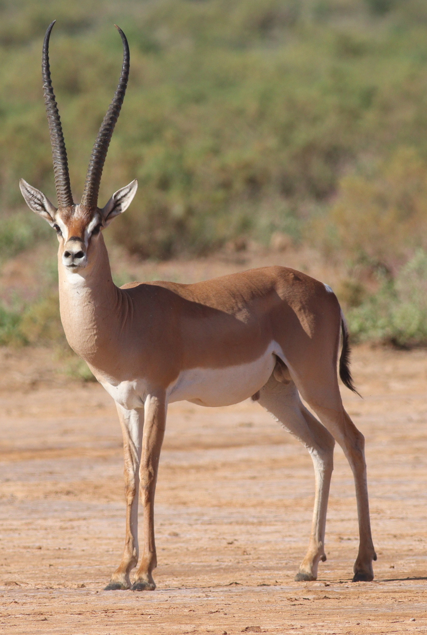 grants gazelle