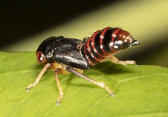 Balcanocerus provancheri