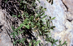 Lonicera pyrenaica