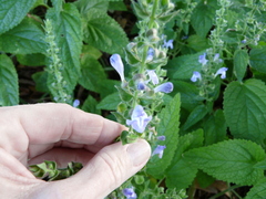 Scutellaria ovata bracteata