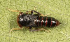 Balcanocerus provancheri