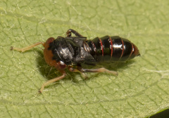 Balcanocerus provancheri
