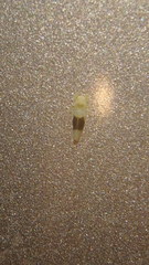 Typhlocyba transviridis