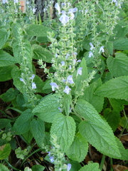 Scutellaria ovata bracteata