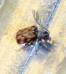 Megacerus cubiculus