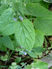 Scutellaria ovata bracteata