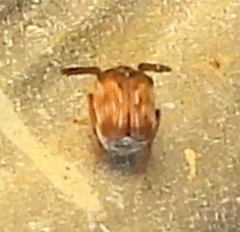 Megacerus cubiculus