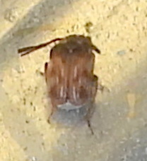 Megacerus cubiculus