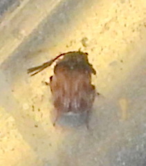 Megacerus cubiculus