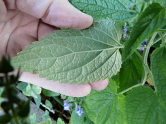 Scutellaria ovata bracteata