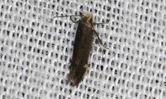 Aproaerema isoscelixantha