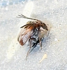 Megacerus cubiculus