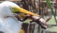 Hylambates maculatus