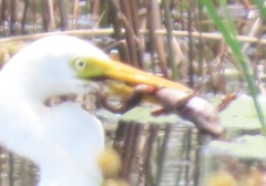 Hylambates maculatus