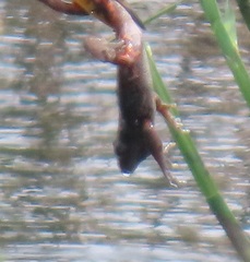 Hylambates maculatus