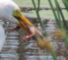 Hylambates maculatus