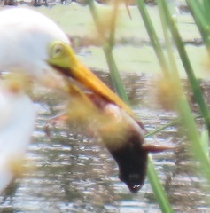 Hylambates maculatus