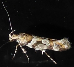 Aristotelia devexella