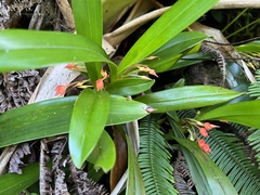 Maxillaria coccinea