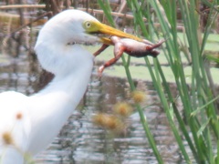 Hylambates maculatus
