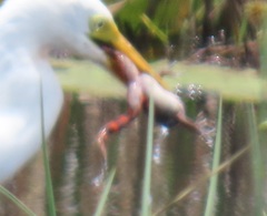 Hylambates maculatus