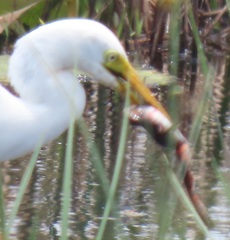 Hylambates maculatus