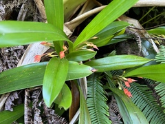 Maxillaria coccinea