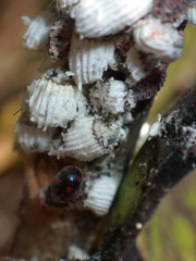 Novius cardinalis