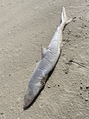 Carcharhinus brevipinna