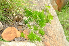 Senecio barbertonicus