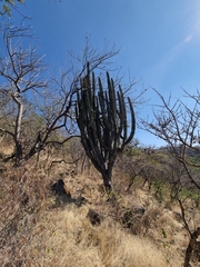 Isolatocereus dumortieri