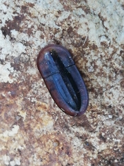 Cossyphus hoffmannseggi