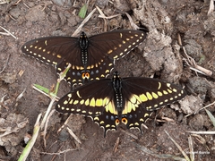 Papilio polyxenes americus