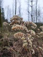 Solidago canadensis