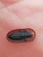 Cossyphus hoffmannseggi