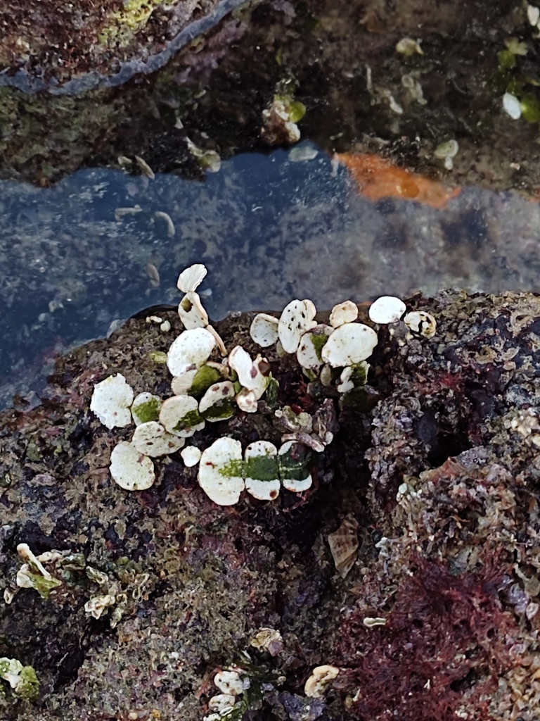 Photo of Halimeda (Halimeda tuna)