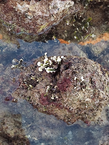 Photo of Halimeda (Halimeda tuna)