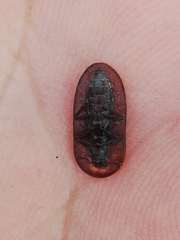 Cossyphus hoffmannseggi