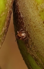 Nanophyes
