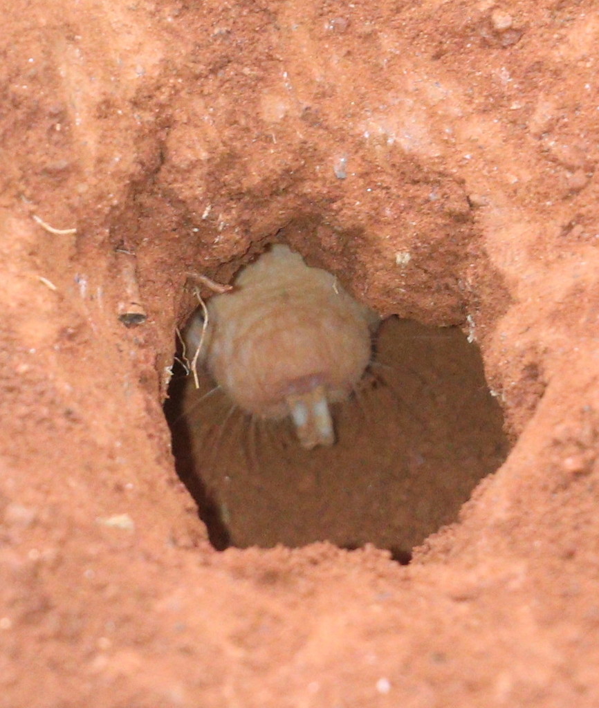 Naked Molerat From Meru N N Park Kenya On January At Am