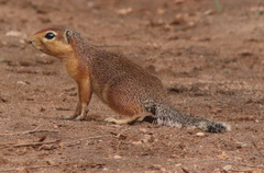 Xerus rutilus
