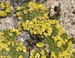Azorella nivalis