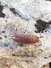 Porcellio dispar