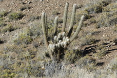 Oreocereus leucotrichus